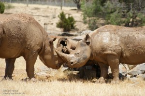 Two Rhinos playing