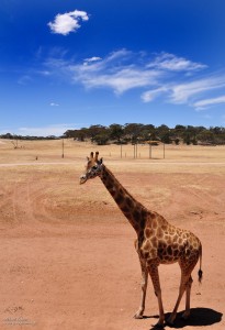 Monarto Zoo - Giraffe Giraffe