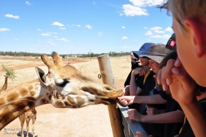 Giraffe eating out of peoples hands