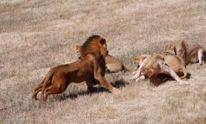 Monarto Zoo - Lion Fight Lion Fight