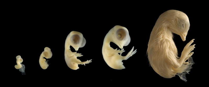 Bird Embryo Development Bird Embryo Development