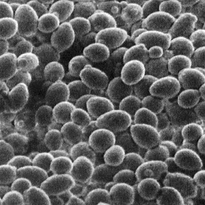 Yeast Yeast