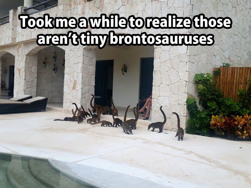 !Tiny Brontosauruses