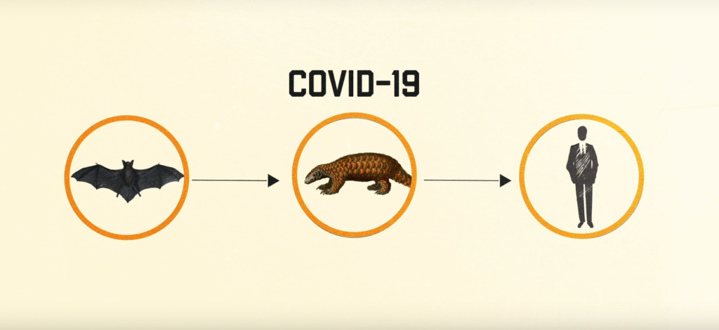 Covid19 Bat to Pangolin to Human